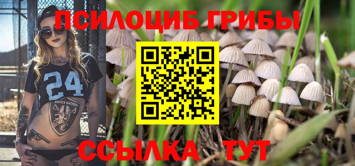 купить закладку  Гурьевск  Псилоцибиновые грибы Magic Shrooms  Псилоцибиновые грибы Psilocybe 