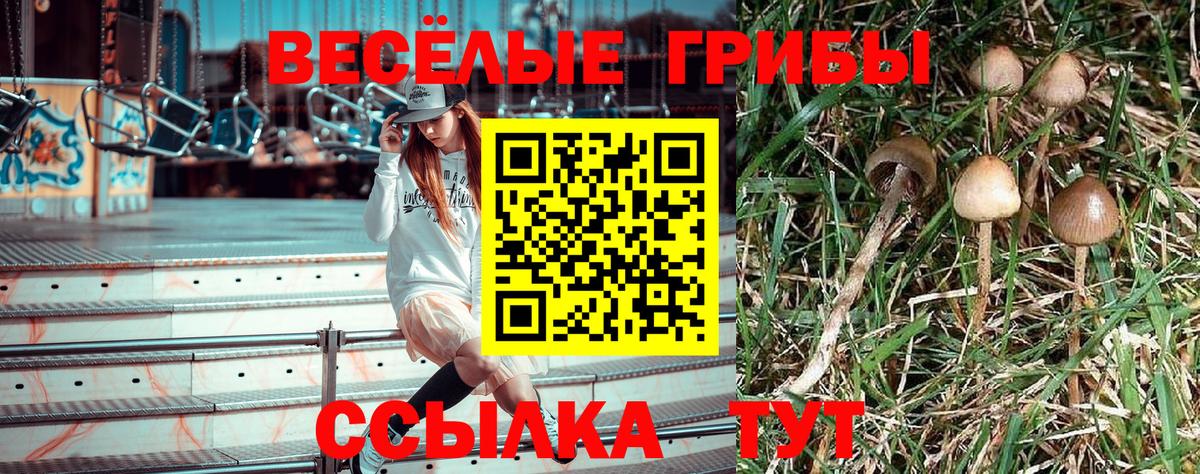 Псилоцибиновые грибы мицелий Гурьевск
